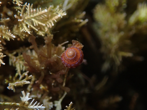 Calliostoma supragranosum observed 2026-08-10
