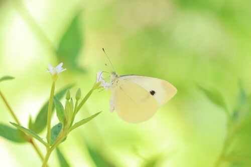 iNaturalist observation photo of Small White