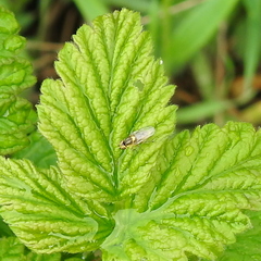 Chlorops