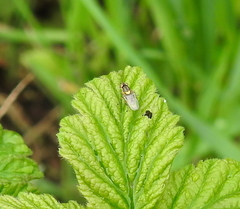Chlorops