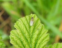 Chlorops