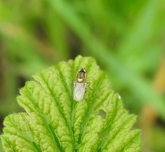 Chlorops