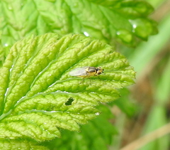 Chlorops