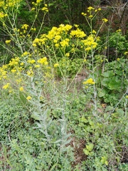 Isatis tinctoria