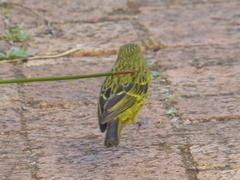 Crithagra scotops umbrosa