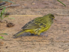 Crithagra scotops umbrosa