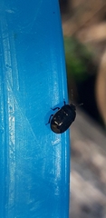 Legnotus limbosus