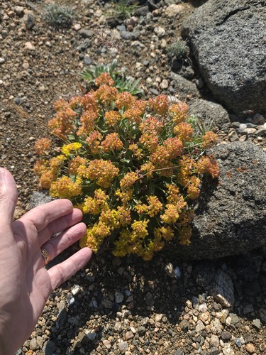 Eriogonum flavum, photograph 3