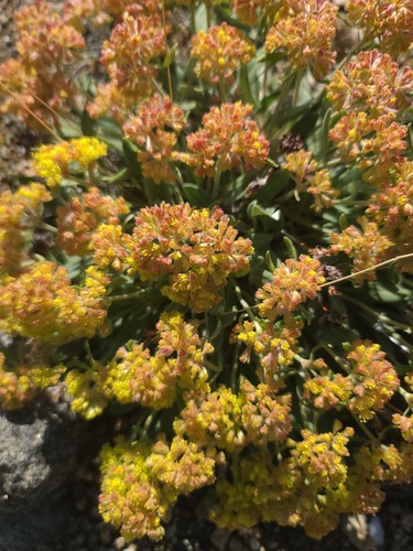 Eriogonum flavum, photograph 4