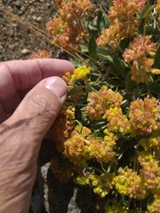 author not stated, no rights reserved Eriogonum flavum, photograph author not stated, no rights reserved