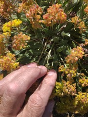 Eriogonum flavum, photograph author not stated, no rights reserved