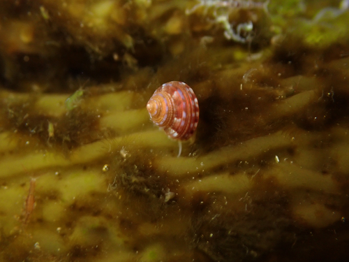 Calliostoma supragranosum observed 2026-08-10