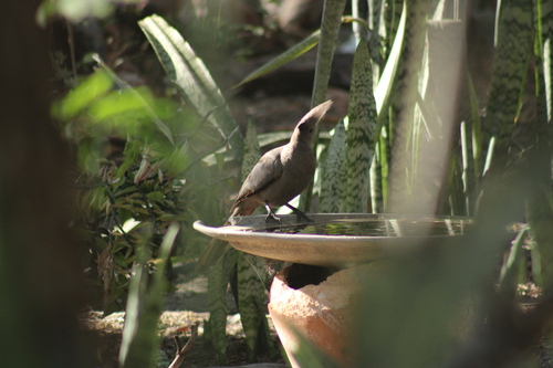 Grey Go-away-bird