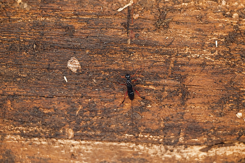 iNaturalist observation photo of Braconid Wasps