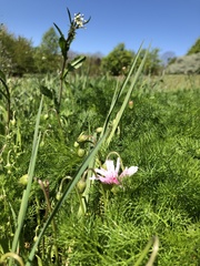 Crepis rubra