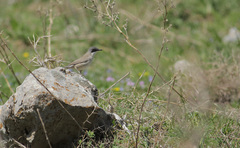 Curruca crassirostris