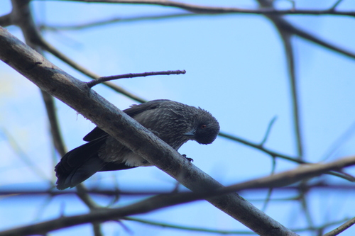 Arrow-marked Babbler