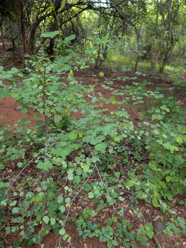 Bauhinia racemosa, photograph 2