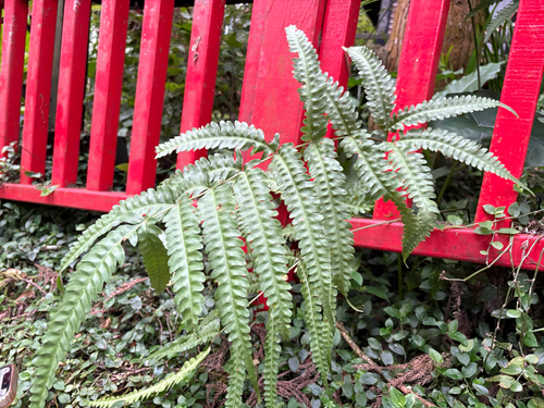 Pteris biaurita observed 2026-08-10