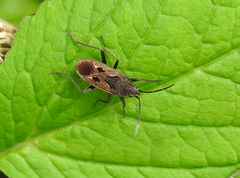 Rhyparochromus vulgaris