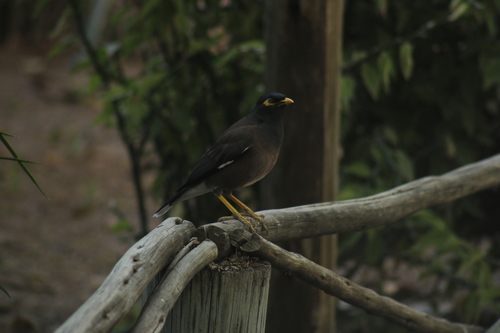 Common Myna