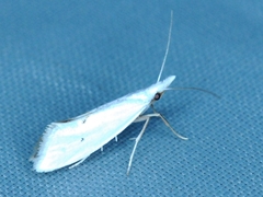 Euceratia castella