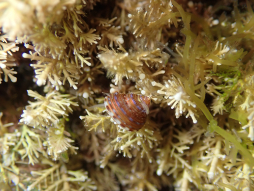 Calliostoma supragranosum observed 2026-08-10