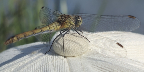 Ruddy Darter