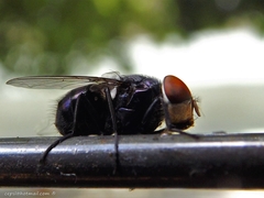 Calliphoridae