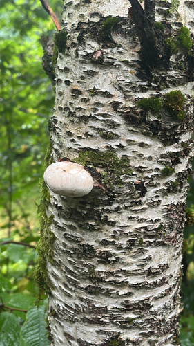 birch polypore