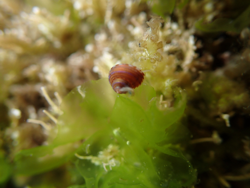 Calliostoma supragranosum observed 2026-08-10