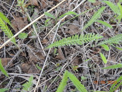 Achillea asiatica