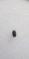 Ochetostethus