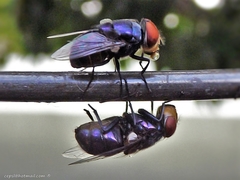 Calliphoridae