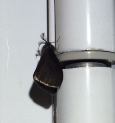 Cryptothelea gloverii