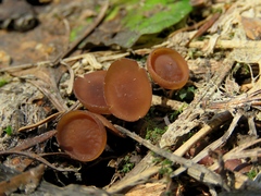 Dumontinia tuberosa