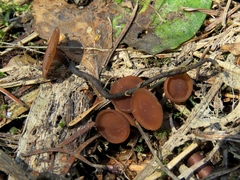 Dumontinia tuberosa