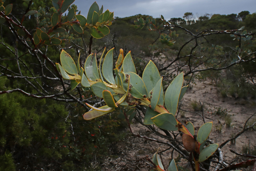Acacia anceps