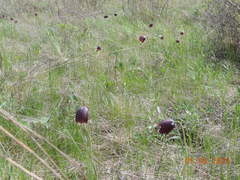 Fritillaria meleagroides