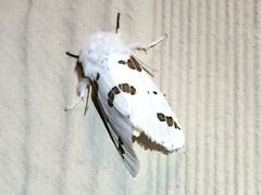 Euerythra trimaculata