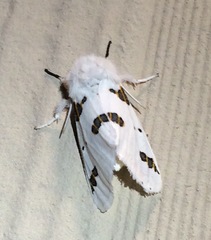 Euerythra trimaculata