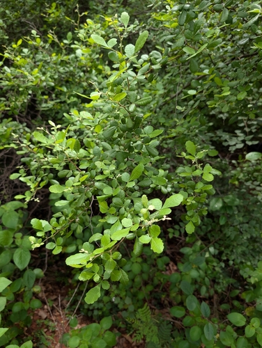 Searsia mysorensis, photograph 1