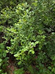 Searsia mysorensis, photograph (c) Ravuri Krishna Chaitanya, some rights reserved (CC BY)