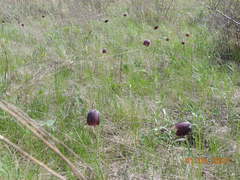 Fritillaria meleagroides