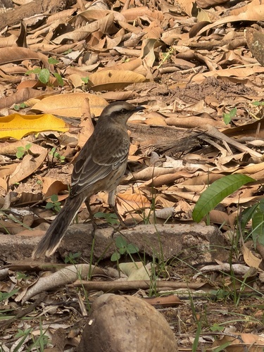 Chalk-browed Mockingbird
