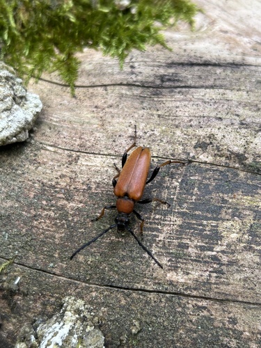 Red Pine Longhorn Beetle