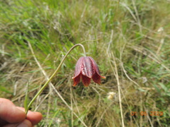 Fritillaria meleagroides