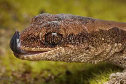 South Coast Gecko, Diplodactylus calcicolus