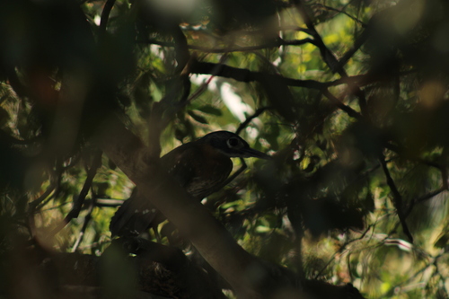 iNaturalist image
