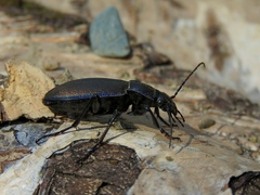 Carabus regalis